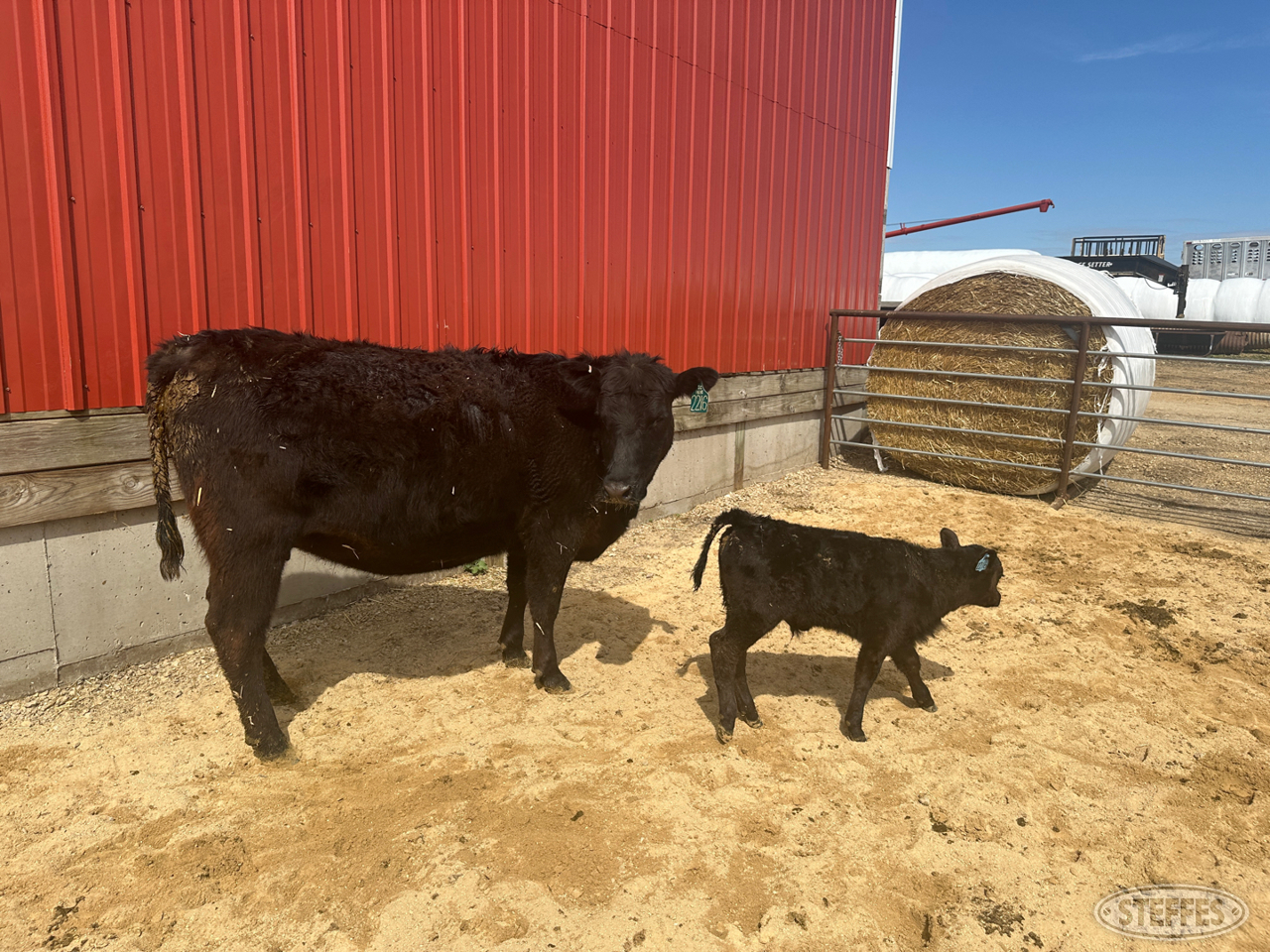 Cow/Calf Pair - Ear Tag 2216 & M10